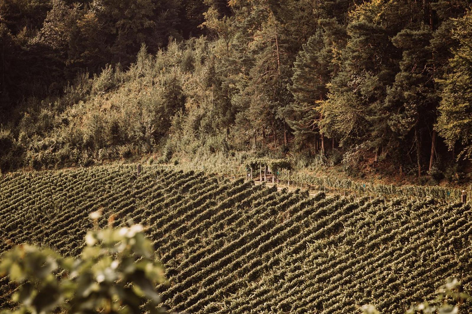 Villa Weingut Kollerhof Am Eichberg à Leutschach Extérieur photo